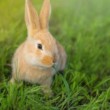 lapin dans un champ d'herbe alimentation lapin gasco