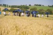 des agriculteurs dans un champ de blé