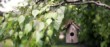 Nos conseils pour nourrir les oiseaux de votre jardin