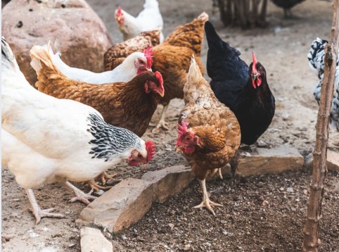 Picage entre poules