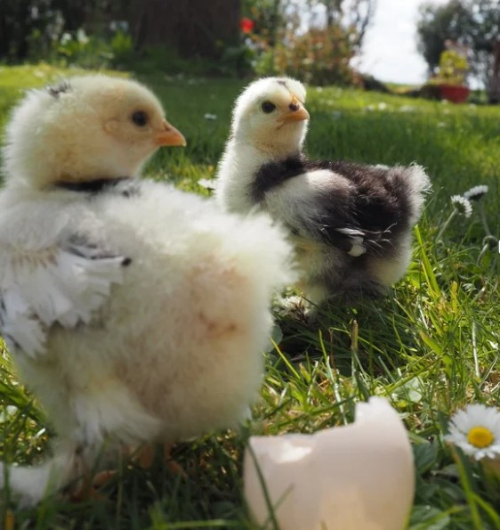 Réussir l’élevage de poussins : les clés pour bien démarrer