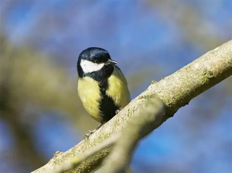 Avec notre gamme “Étoilé”, aidez les oiseaux du jardin à affronter l’hiver en leur offrant le meilleur des graines !